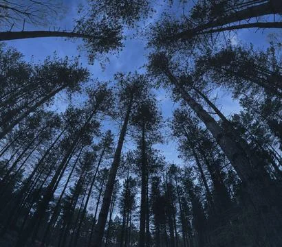 Forests and trees in the UK. Foto stock