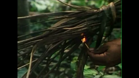 Forests are burned in the 1980s by natives. Video stock 106905266