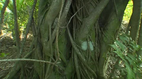 Forests of the Bahamas Stock Footage 10755317