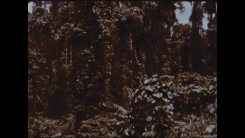 Forests covered with dense tropical plants due to climatic condition - 1959 Stock Footage 105498859