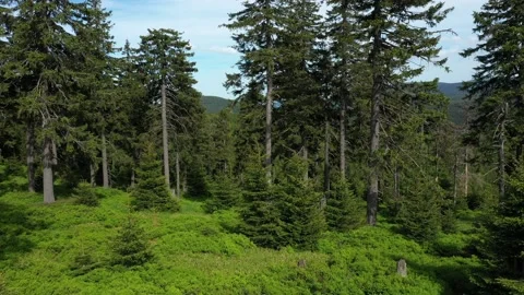 Forests dead trees are caused by acid rains drone aerial video shot, sulfur Stock Footage 166830975