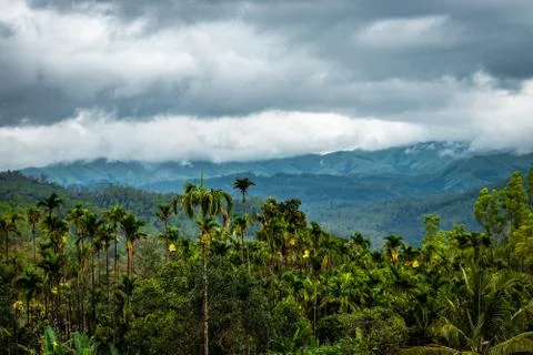 Forests dense with mountain background and dramatic cloud Stock Photos