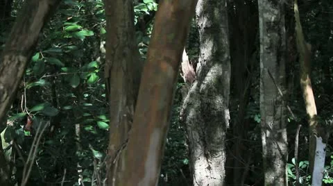 At the forests edge Stock Footage 8915623