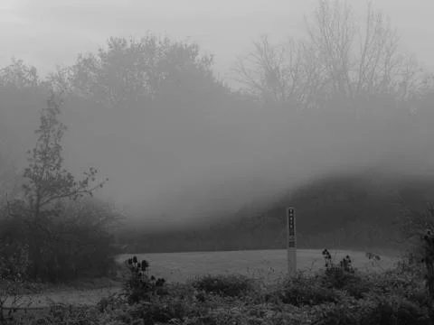 The Forests Fog Stock Photos