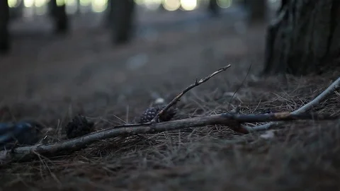 In the forests Stock Footage 75402902