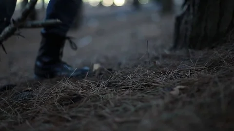 In the forests Stock Footage 75402903