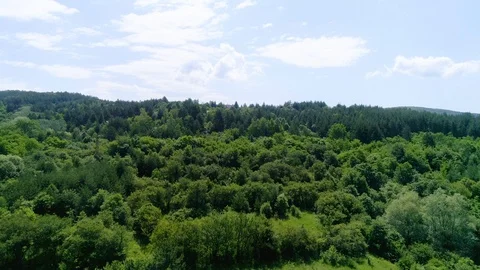 Forests Stock Footage 129714037