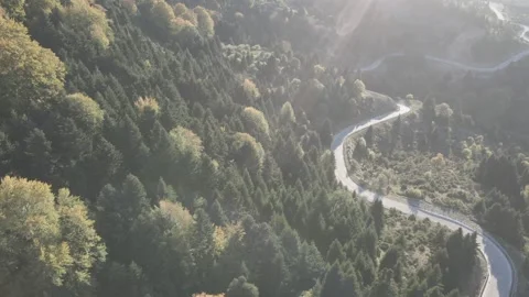 FOREST'S GOLDEN HOUR D-CINELIKE Stock Footage 223669092