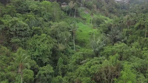 Forests of Indonesia. Stock Footage 155997975