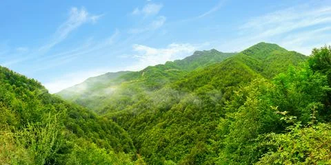 Forests on mountains Stock Photos