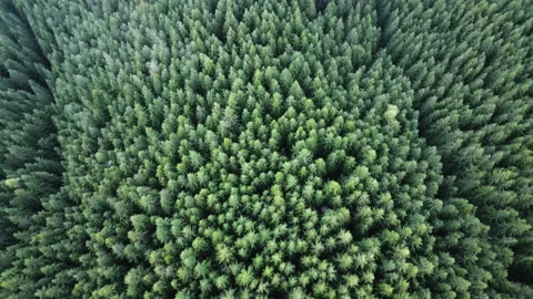 Forests in the mountains view from the drone. 4K aerial of flying over a beautif Vídeo Stock 163532847