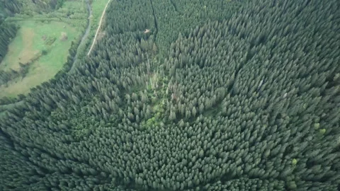 Forests in the mountains view from the drone. 4K aerial of flying over a beautif Video stock 163533375