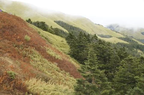 Forests Stock Photos