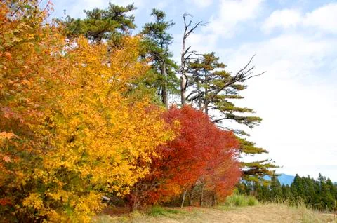 Forests Stock Photos