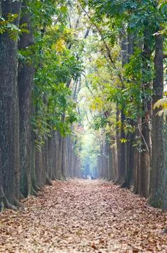 Forests Stock Photos