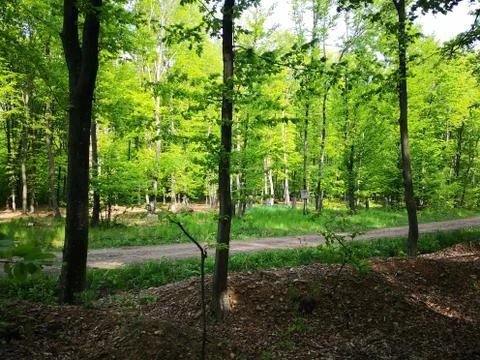 In the forests Stock Photos