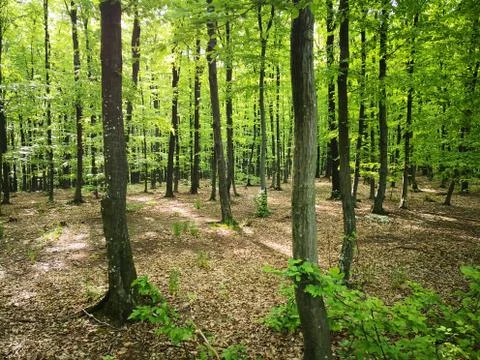 In the forests Stock Photos