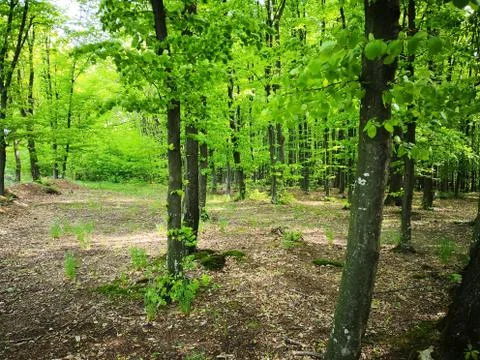 In the forests Stock Photos