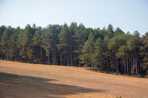 Forests Stock Photos