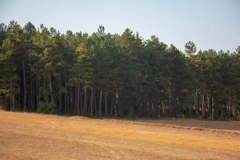 Forests Stock Photos