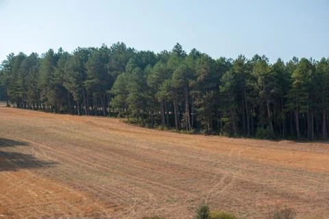 Forests Stock Photos