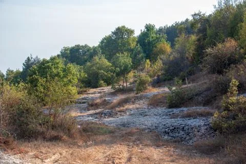 Forests Stock Photos