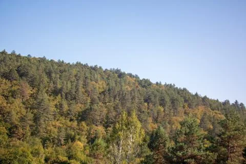 Forests Stock Photos