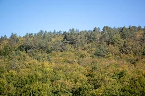 Forests Stock Photos