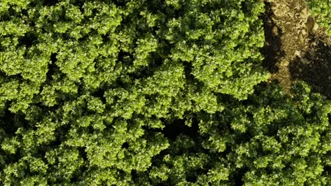 Forests photographed by drones overhead, with green trees blown by high winds. Vídeo Stock 310605352
