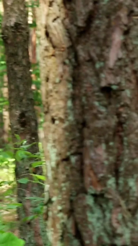 Forests in the rays of the sun and lots of tree trunks, with forest vegetation Stock Footage 313253781