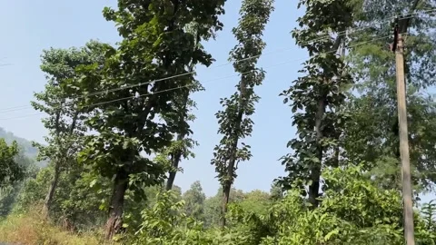 Forests road view Stock Footage 166165105