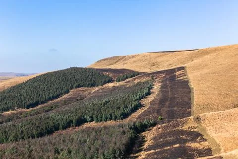 Forests Trees Fire Break Mountains Stock Photos