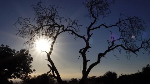Forests, trees, thorns, in the Goddess Valley Israel Vidéo 125071873