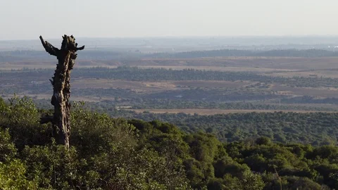 Forests, trees, thorns, in the Goddess Valley Israel Vidéo 125071897