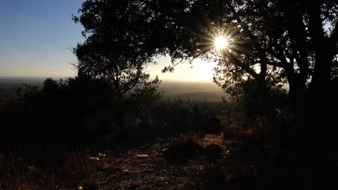 Forests, trees, thorns, in the Goddess Valley Israel Vidéo 125072061