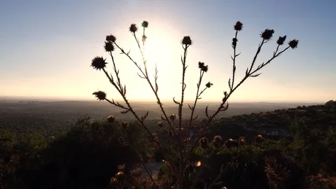 Forests, trees, thorns, in the Goddess Valley Israel Vidéo 125072550