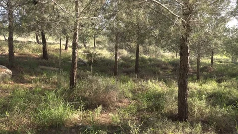 Forests, trees, thorns, in the Goddess Valley Israel Stock Footage 125072736