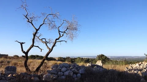 Forests, trees, thorns, in the Goddess Valley Israel Vidéo 125072780
