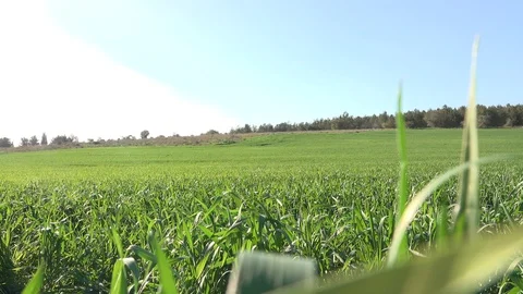 Forests, trees, thorns, in the Goddess Valley Israel Vidéo 125073146