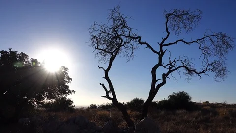 Forests, trees, thorns, in the Goddess Valley Israel Vidéo 125073198