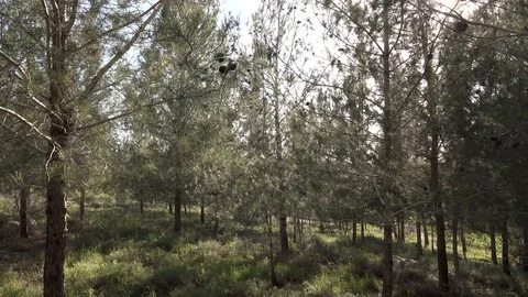 Forests, trees, thorns, in the Goddess Valley Israel Vidéo 125073290