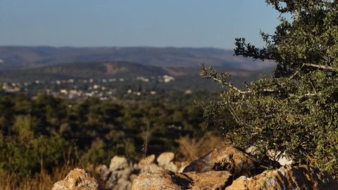 Forests, trees, thorns, in the Goddess Valley Israel Vidéo 125073656
