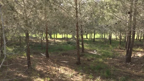 Forests, trees, thorns, in the Goddess Valley Israel Vidéo 125073701