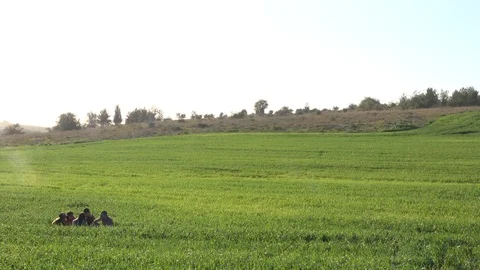 Forests, trees, thorns, in the Goddess Valley Israel Vidéo 125073711