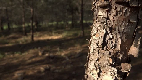 Forests, trees, thorns, in the Goddess Valley Israel Vidéo 125073952