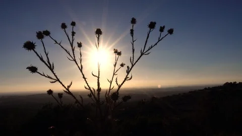 Forests, trees, thorns, in the Goddess Valley Israel Vidéo 125074152