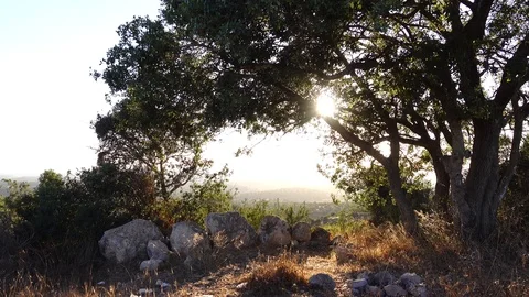Forests, trees, thorns, in the Goddess Valley Israel Vidéo 125074939