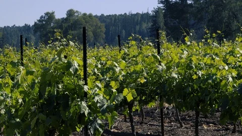 Forests, trees, thorns, in the Goddess Valley Israel grapes wine, 스톡 동영상 125464189