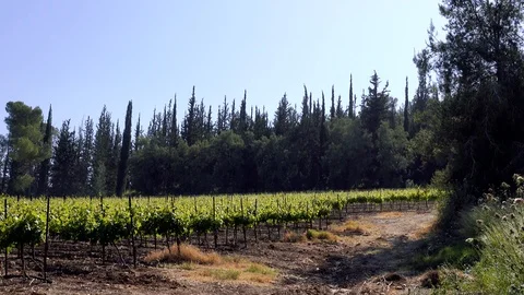 Forests, trees, thorns, in the Goddess Valley Israel grapes wine, 스톡 동영상 125465383