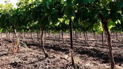 Forests, trees, thorns, in the Goddess Valley Israel grapes wine, Stockbeeldmateriaal 125465706